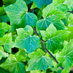 2 Swedish Ivy Plants Live House Plants | Swedish Ivy in 3.25 Inch Pot | Lush Trailing Greenery for Indoor Spaces, Desks & Window Areas