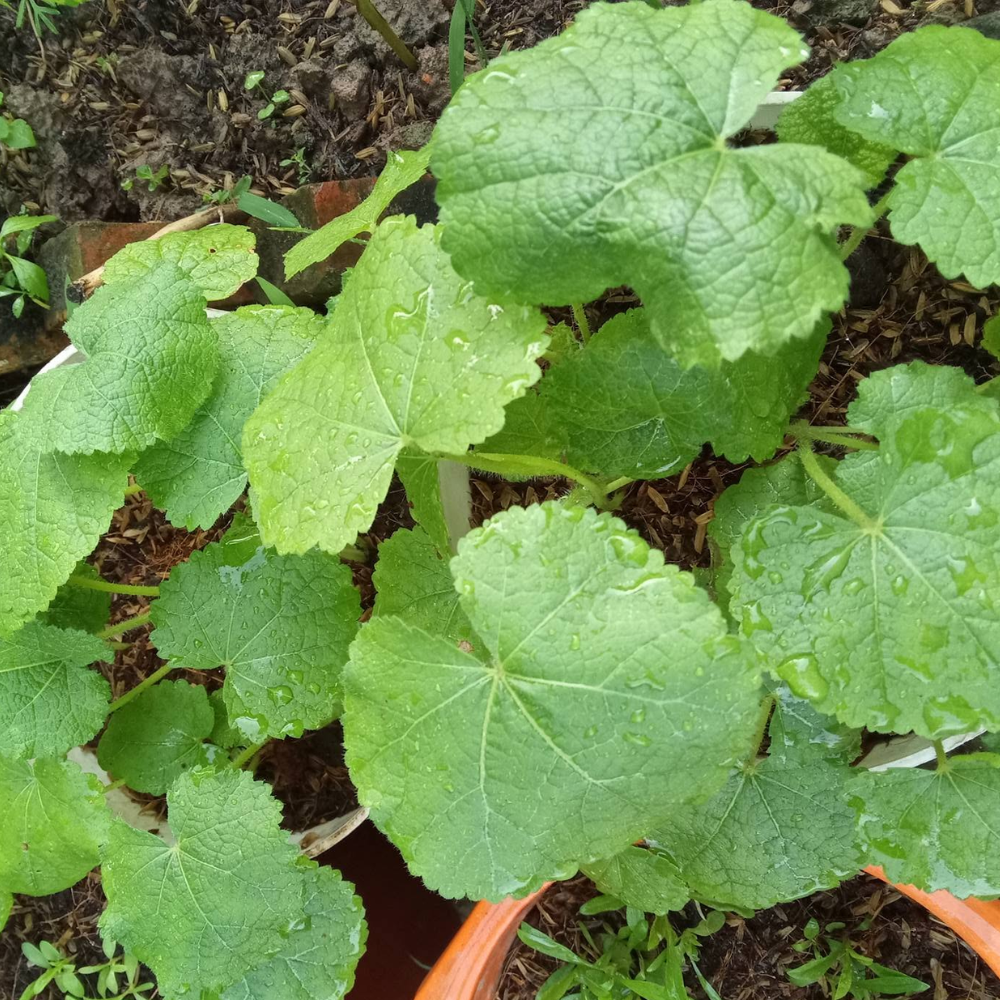 Live Piggyback Plant Tolmiea Menziesii | 4" Potted Native Evergreen Perennial | Shade-Tolerant Indoor Foliage & Well-Rooted Plant
