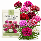 250 Pcs Sweet William Seeds Mix for Planting Outdoors, Non-GMO Heirloom Flowers, Low Maintenance Fragrant Pink & Red Blooms for Yard Borders