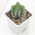 2 Crassula Succulents Plants Live in 2 Inch Pot, Rare Live Succulents, Air-Purifying, Low Maintenance, Perfect for Home and Office Décor, Easy Care Starter Plants