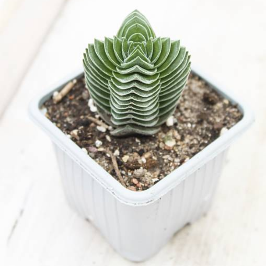 2 Crassula Succulents Plants Live in 2 Inch Pot, Rare Live Succulents, Air-Purifying, Low Maintenance, Perfect for Home and Office Décor, Easy Care Starter Plants