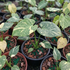 2 Thai Constellation Monstera Plant, Red Philodendron | 2 Collection Rare Houseplants| Size 4-6 Inc | Variegated Leaves Philodendron Plant | Unique Gift for Mom, Friend, Women, Her, Birthday Gifts