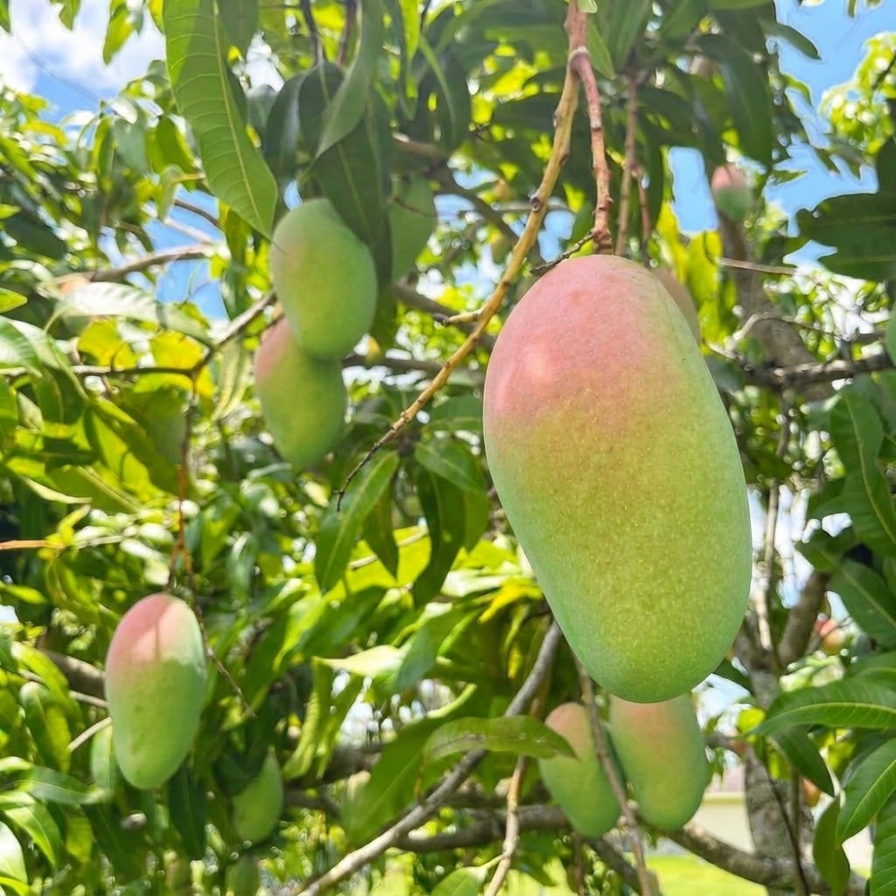 (No Ship to CA, HI, AK) Grafted Valencia Pride Yellow Mango Plant 2.5–3 Ft | Live Mango Fruit Tree | Fast-Growing Tropical Variety for Outdoor Growing & Container Gardening