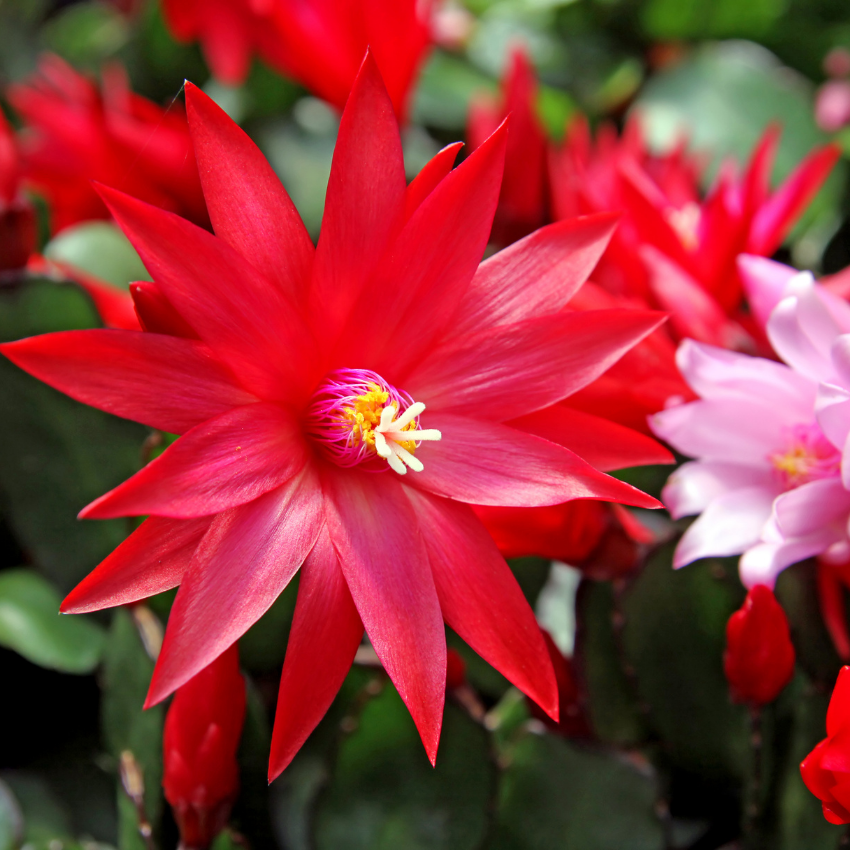 Red Easter Cactus Live Plant | Spring Easter Cactus 3 Inch Tall | Vibrant Red Blooms | Easter Cactus Plants Live for Desk, Shelf or Gift