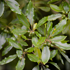 Bay Leaf Tree Live Plant | Laurus Nobilis Sweet Bay Tree | Bay Laurel Plant - 6 to 10 Inch Tall Starter Plant for Home & Garden, Well-Rooted