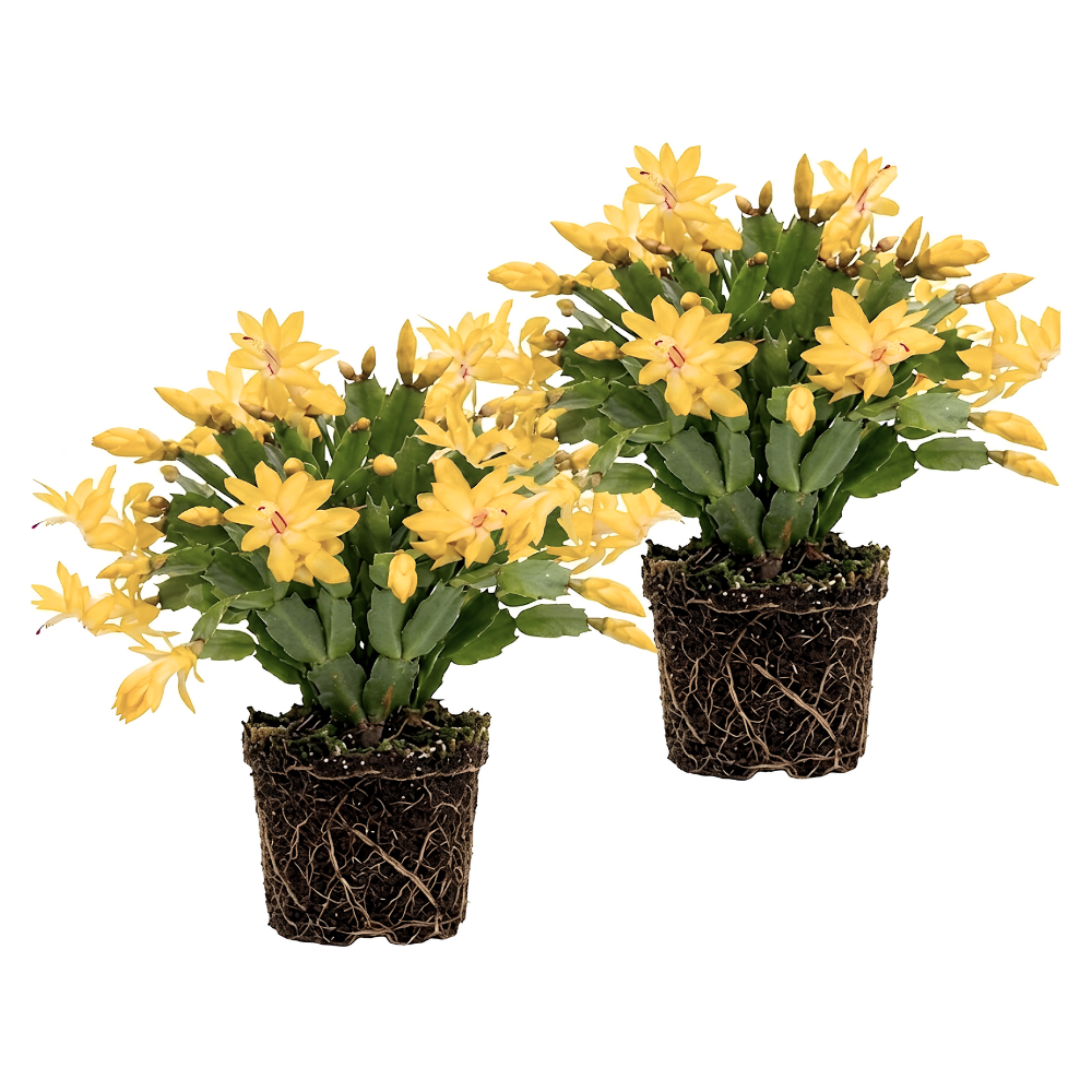 2 Red Christmas Cactus Live Plant, 5-6 Inch Tall, Easy to Care Indoor Winter Houseplant for Office Desk and Patio Decor, Vigorous Live Holiday Plant