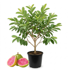 No Ship to CA, HI, AK, | Ruby Guava Tree for Planting in 3 Gallon Pot | Fresh Fruit 3 Ft Tall | Ideal Guava Tree Live Plant for Home Gardens & Patio Containers