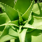 Aloe Vera Aloe Vera Live Plant for Planting in Size 2 Pot | Vibrant, Low-Maintenance Aleo Plant for Patio, Balcony & Indoor Spaces | Perfect for Plant Enthusiasts & Beginners
