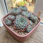 2 Echeveria Succulents Live Plants, Echeveria Minima Succulent in 4 Inch Pot for Planting, Air-Purifying, Low Maintenance, Perfect for Home and Office Décor