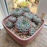 2 Echeveria Succulents Live Plants, Echeveria Minima Succulent in 4 Inch Pot for Planting, Air-Purifying, Low Maintenance, Perfect for Home and Office Décor