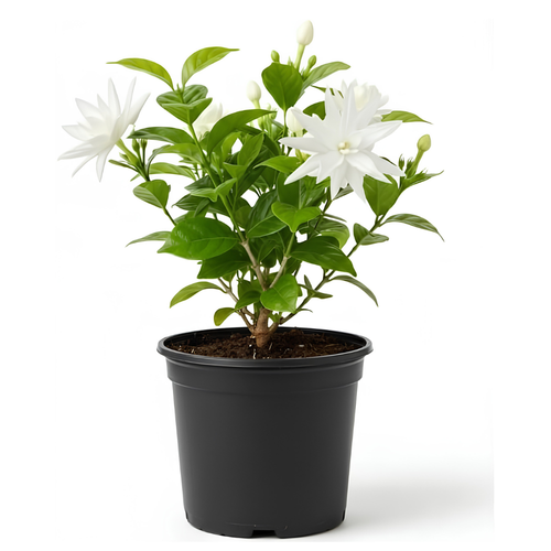 Jasmine Plant Live in 4 Inch Pot – Belle of India | Fragrant Jasmine Potted Plant Indoor | Jasmine Flower Plant for Home & Office Décor | Elegant White-Blooming Plant for Shelves, Desks