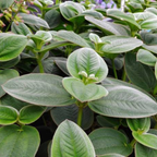 2 Peperomia Incana, Peperomia Plant Live in 4 Inch Pot, Soft-Leaf Indoor Plant for Home Decor, Office Desks and Shelves
