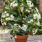 Bridal Wreath Jasmine Plant Live in 4 Inch Pot | Live Jasmine Plant | Jasmin Plant for Indoor | Easy Care Flowering Plant for Home & Office Decor