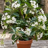 Bridal Wreath Jasmine Plant Live in 4 Inch Pot | Live Jasmine Plant | Jasmin Plant for Indoor | Easy Care Flowering Plant for Home & Office Decor