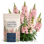 60 Pcs Chantilly Light Pink Snapdragon Seeds for Planting, Adaptable Cold-Hardy Flowers, Grow Robust, Low Maintenance Blooms for Yard Borders