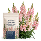 60 Pcs Chantilly Light Pink Snapdragon Seeds for Planting, Adaptable Cold-Hardy Flowers, Grow Robust, Low Maintenance Blooms for Yard Borders