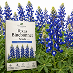 50 Pcs Texas Bluebonnet Seeds for Planting Outdoors, Non-GMO Heirloom Wildflowers, Low Maintenance Blue Floral Spikes for Yard Borders