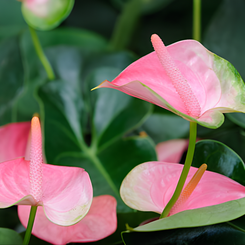 Anthurium Flamingo Flower Plant, Pink Anthurium Plant Live in 4 Inch Pot, Air Purifying Flowering Indoor Houseplant, Home, Room, or Office Décor, Easy to Grow