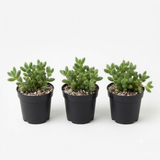 3 Rare Succulent Cactus Plant, Pickle Plant, Delosperma Echinatum Live for Planting in 2 Inch Pot for Tabletop Decor, Gifting and Plant Collections