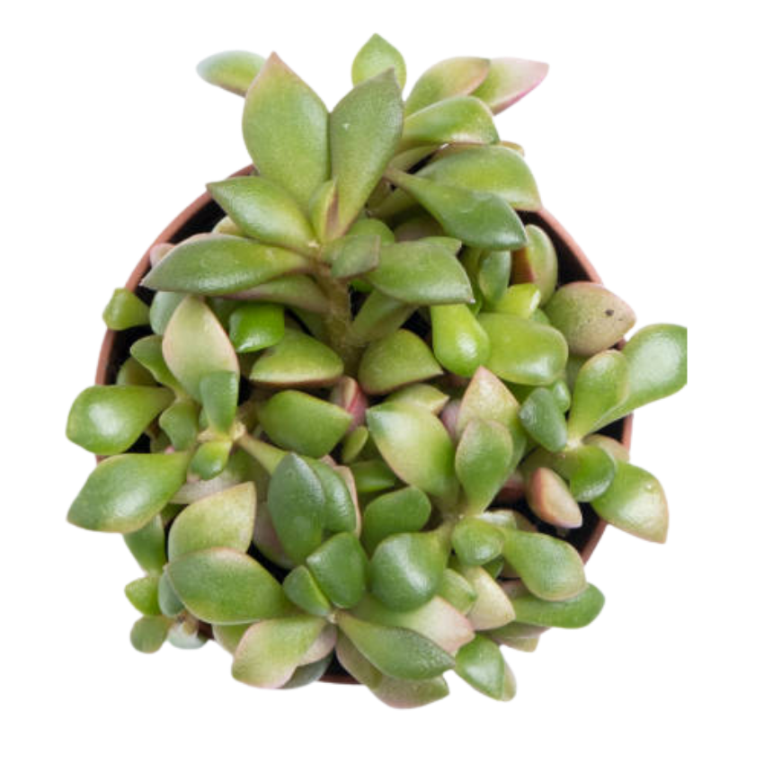 Anacampseros Telephiastrum, Variegatum Sunrise Succulent in 2 Inch Pot, Perfect for Indoor Accent Décor, Minimalist Spaces & Gift Giving
