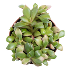 Anacampseros Telephiastrum, Variegatum Sunrise Succulent in 2 Inch Pot, Perfect for Indoor Accent Décor, Minimalist Spaces & Gift Giving