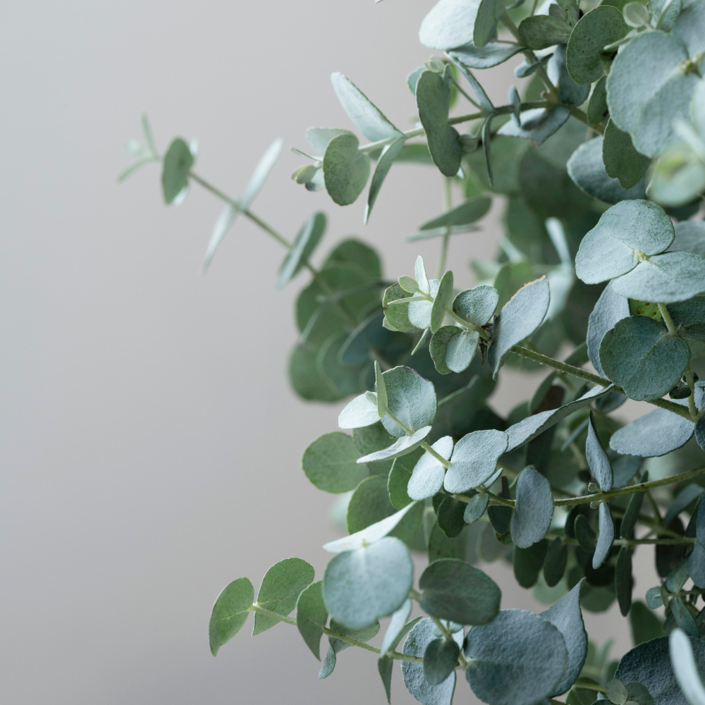Eucalyptus Silver Dollar Plant, 6 Inch Bare Root Seedlings, Low Maintenance Aromatic Evergreen, Robust Well-Rooted Starter Plants