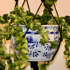 Hoya Rope Plant, Hoya Hindu Rope in 4" Pot, Easy Care Indoor Greenery, Curled Wax Foliage for Shelves and Small Spaces