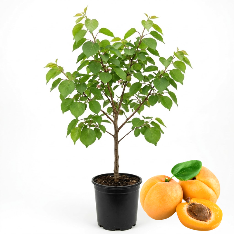 (No Ship to CA,HI,AK) Apricot Fruit Tree, 3 Gallon Pot Starter, Vigorous Cold-Hardy Plant for Edible Landscapes, Sturdy Deciduous Shade Tree for Sweet Summer Fruits & Spring Blossoms