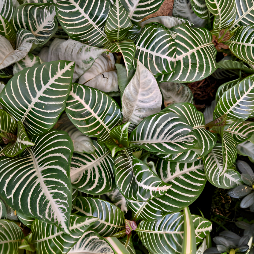 Snow White Zebra Plant, Live Aphelandra in 4 Inch Pot, Ideal for Modern Home Décor, Desk Displays & Plant Collections, Easy to Grow
