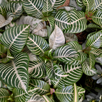 Snow White Zebra Plant, Live Aphelandra in 4 Inch Pot, Ideal for Modern Home Décor, Desk Displays & Plant Collections, Easy to Grow