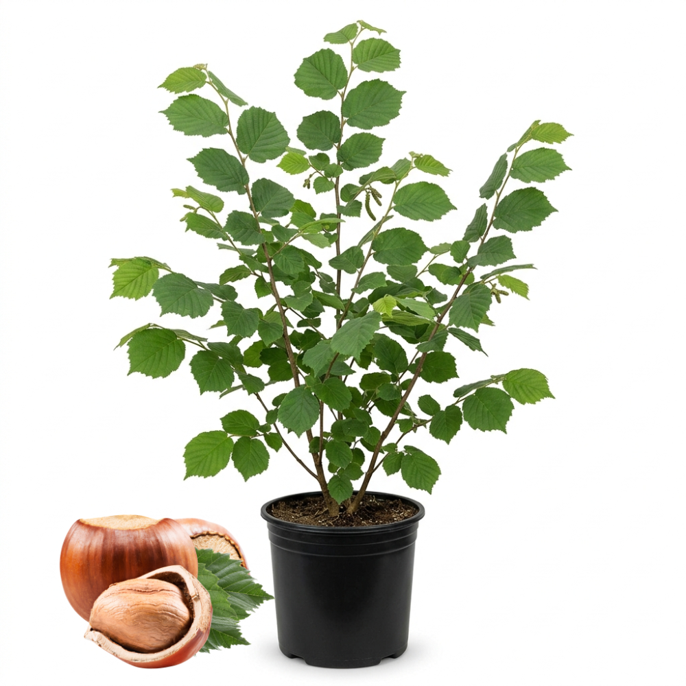 (No Ship to CA,HI,AK) Hazelnut Tree Live Plant, 2-3 Ft Tall in 3 Gallons Pot, Edible Nut Tree for Backyard Planting, Easy to Grow for Beginners