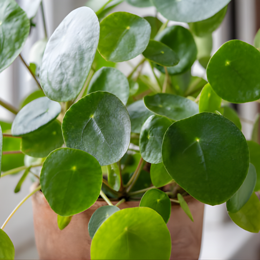Pilea Peperomioides Live House Plant in 2 Inch Pot, Chinese Money Plant Live for Planting, Compact Indoor Plant for Modern Home & Office Settings, Real Plants for Easy Indoor Gardening
