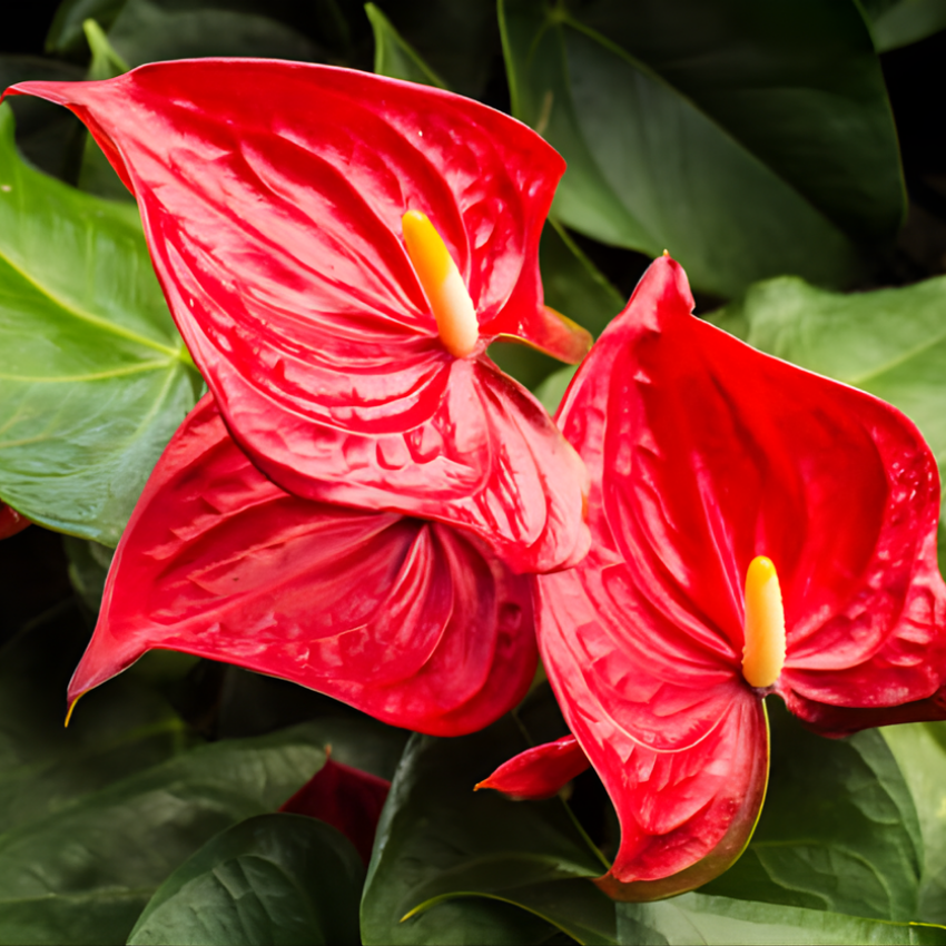 Red Anthurium Live Plant in 4 Inch Pot, Live House Plants, Great for Home & Office Styling, Succulent Arrangements & Beginner Growers