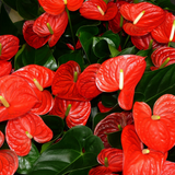 Anthurium Flamingo Flower Plant, Red Anthurium Plant Live in 4 Inch Pot, Air Purifying Flowering Indoor Houseplant, Home, Room, or Office Décor, Easy to Grow