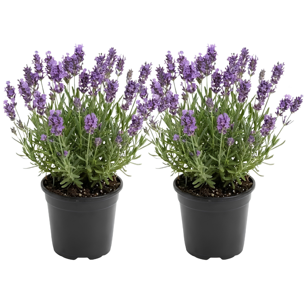 2 English Lavender Live Plant, 3" Pot, Fragrant Lavandula Angustifolia Flower, Live Lavender Plants for Inside Windowsills or Outdoor Gardens