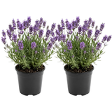 2 English Lavender Live Plant, 3" Pot, Fragrant Lavandula Angustifolia Flower, Live Lavender Plants for Inside Windowsills or Outdoor Gardens