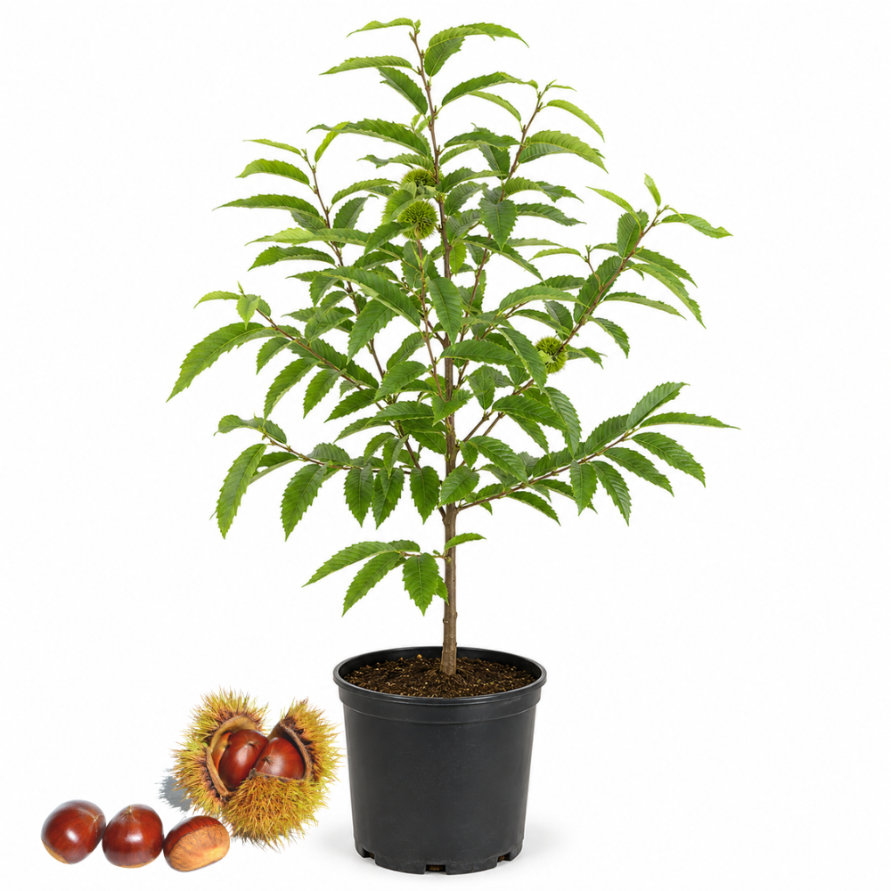 Chinese Chestnut Tree, 3 Gallon Pot, Vigorous Blight,Resistant Nut Tree for Edible Landscapes, Sturdy Cold-Hardy Shade Tree for Sweet Roasting Chestnuts