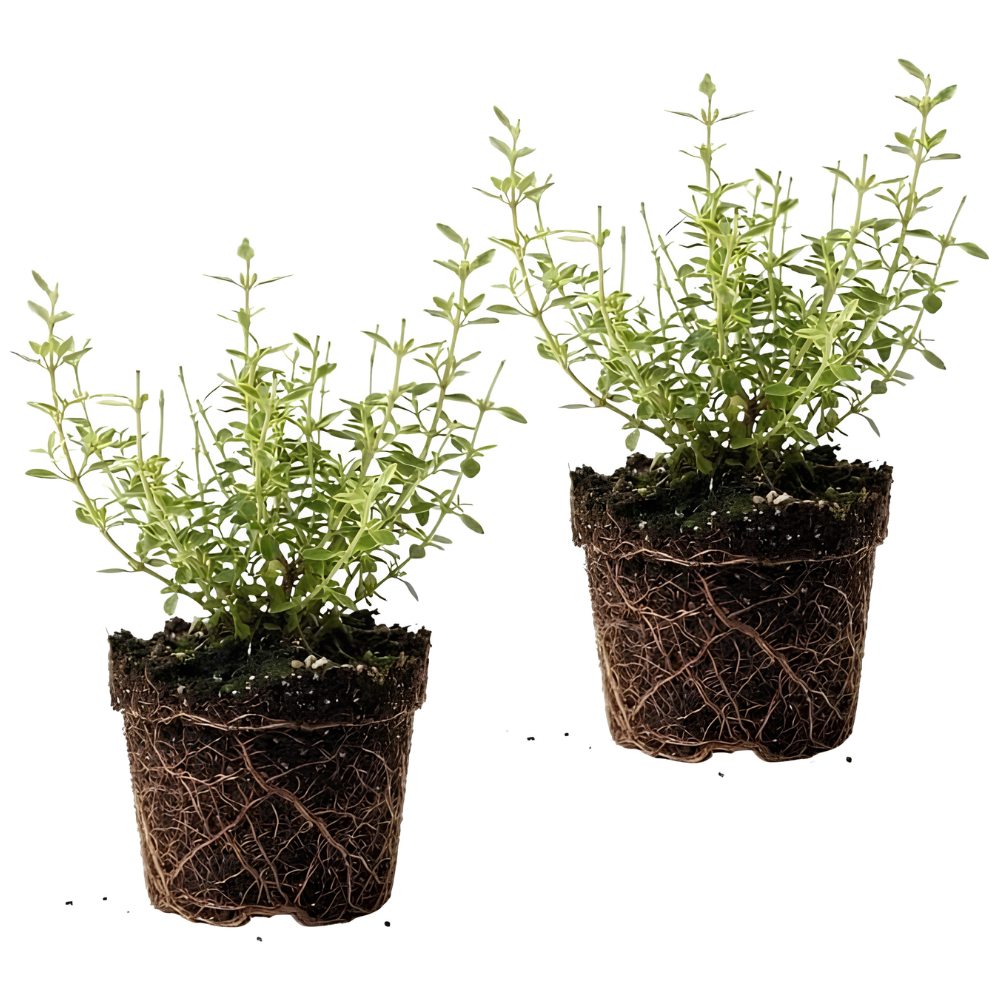 2 Thyme Plants Live, Lemon Thyme, Aromatic Potted Herb, Well-Rooted 4" Plant for Indoor Windowsills and Outdoor Spots