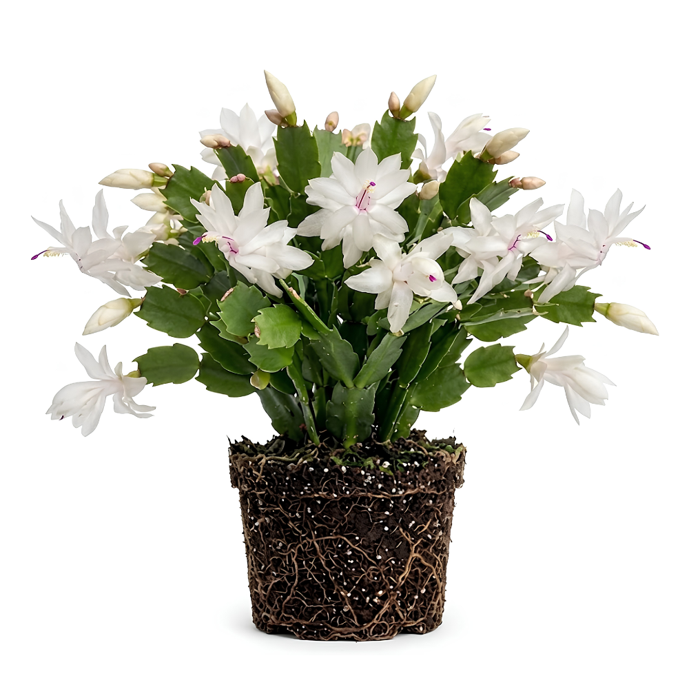Orange Christmas Cactus Plant, 5-6 Inch Tall, Winter Blooming Succulent Starter for Home Décor, Low Maintenance Plant for Bright Indoor Spaces and Holiday Gifts