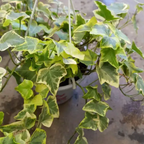Wax Ivy Live Plants in 4 Inch Pot | Hardy Variegated English Ivy Indoor Plant for Fresh Home | Low-Maintenance Houseplant Ideal for Home Décor