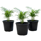 3 Parlor Palm Live Plant, 2 Inch Pot, Potted Chamaedorea Elegans, Small Indoor Palm for Desks and Low Light Areas