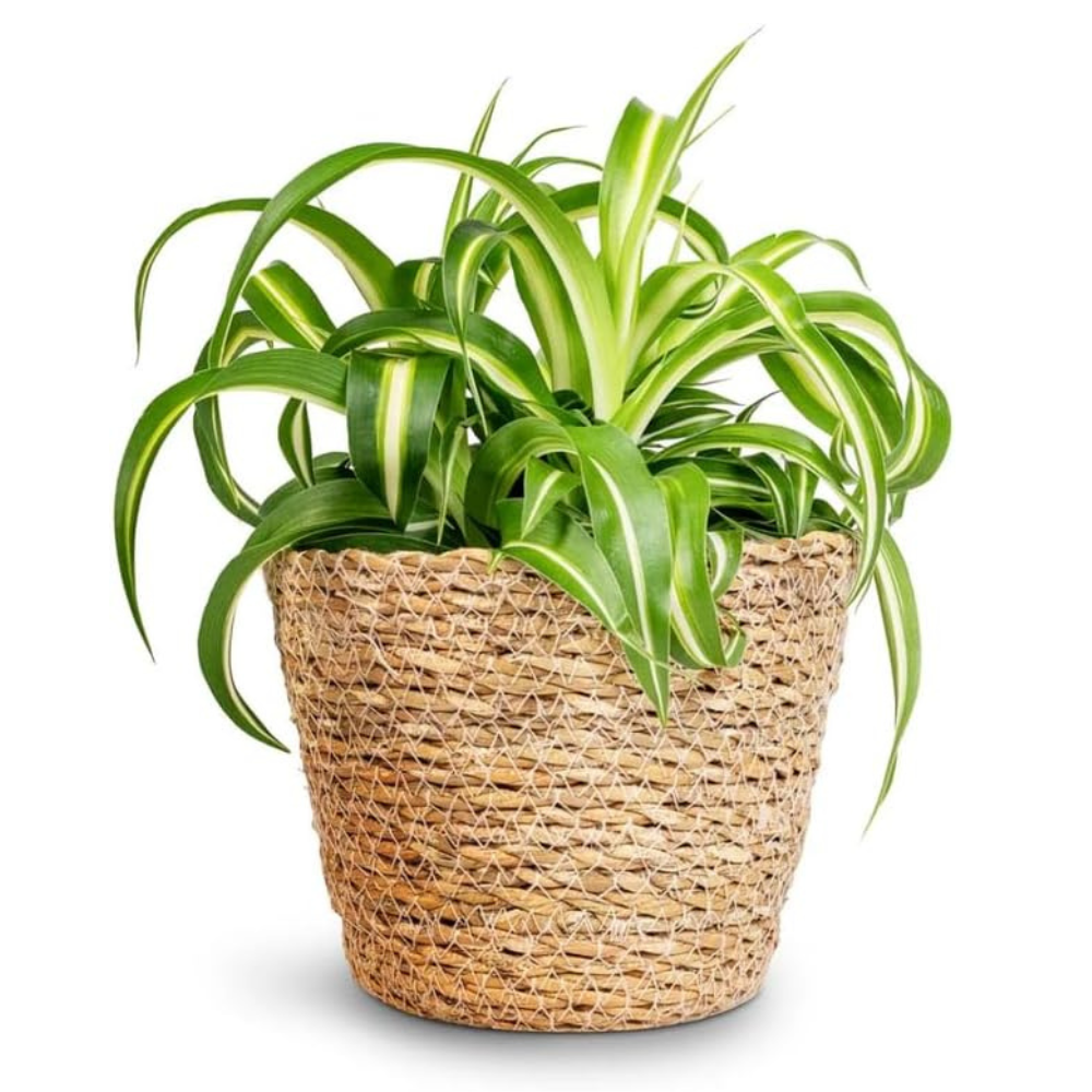 2 Curly Spider Plants Live House Plant, 2 Inch Pot Hanging Bonnie Spider Plant, Low Maintenance, Thrives in Home & Office, Perfect for Plant Enthusiasts, Easy to Grow