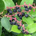 Salal Live Plants, 6 Inch Tall Bare Root Seedlings, Gaultheria Shallon Native Evergreen Shrub, Edible Berry Plant for Landscapes