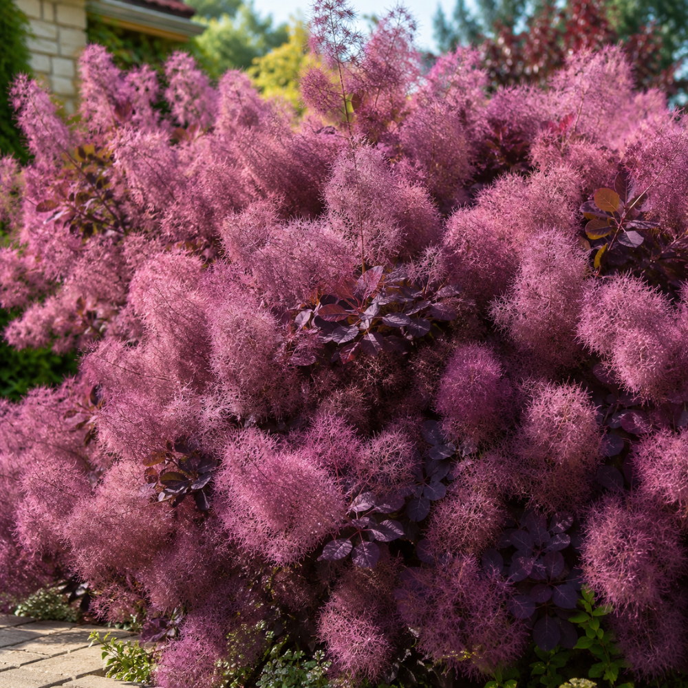 2 Purple Smoke Tree Plants Live, 12-18 Inch Tall in 4" Pot, Royal Purple Foliage Ornamental Shrub, Cold-Hardy Decorative Plant for Sun