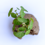 Stephania Cephalantha Live Plant in 3.5 – 4" Inch Pot | Small Caudex Houseplant | Low-Maintenance Indoor Vine | Great for Home & Office Décor