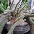 3 Monkey Tail Cactus Live Plant, 2 Inch Pot, Low Maintenance Exotic Succulent, Unique Soft White Spines for Bright Indirect Light
