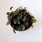 Peperomia Live Plant, Peperomia ‘Rosso’, 4" Pot, Easy Care Indoor Greenery, Decorative Pointed Foliage for Desks and Bright Spaces