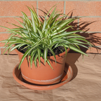 Curly Spider Plant Live in 4 Inch Pot, Live Spider Plants Indoor, Air-Purifying, Low Maintenance, Perfect for Home and Office Décor, Easy Care Starter Plants