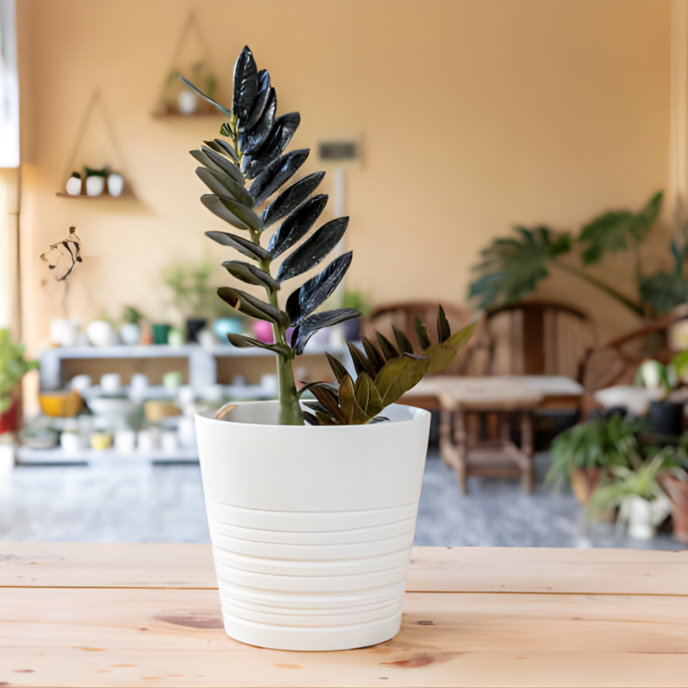 Raven ZZ Plant Live in 6’’ Pot | Zamioculcas Black ZZ Plant Live | Easy to Grow | Ideal for Home or Office Décor