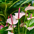 Anthurium Live Plant - Pink Anthurium, Aturios Planta Viva in 4 Inch Pot, Air Purifying Flowering Indoor Houseplant, Home, Room, or Office Décor, Easy to Grow